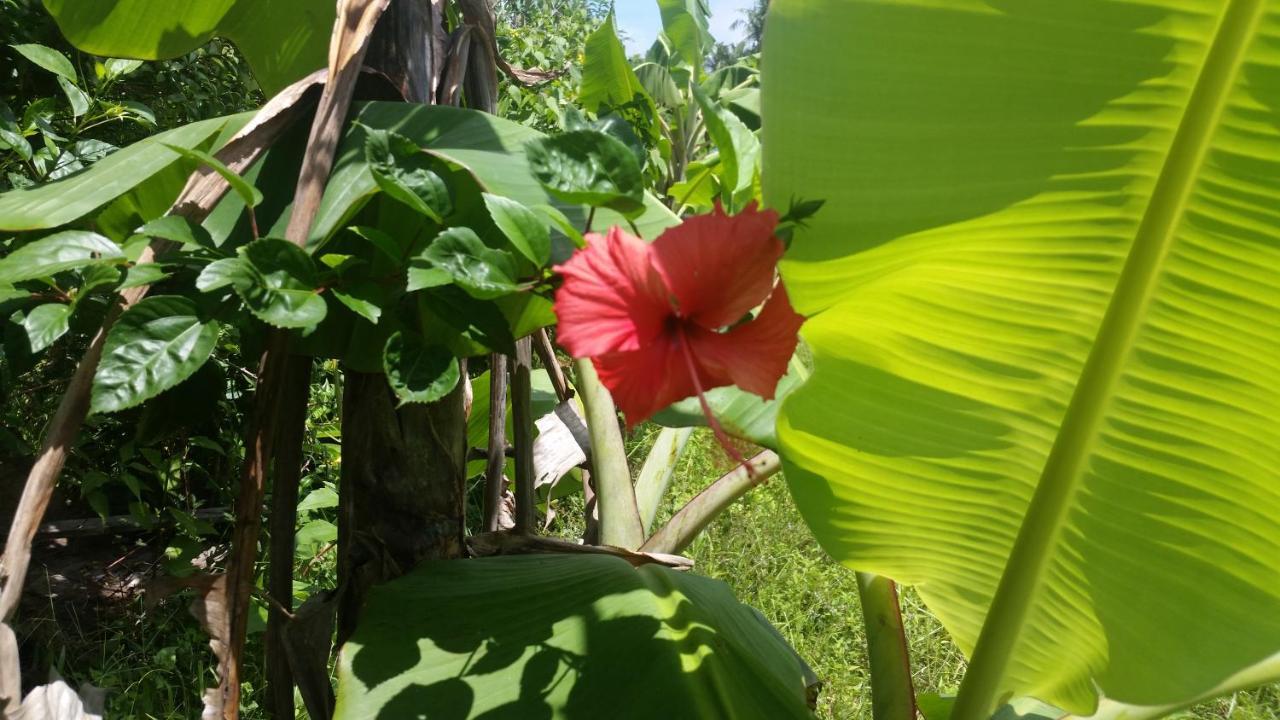 Banana Grove El Nido Hotel Buitenkant foto