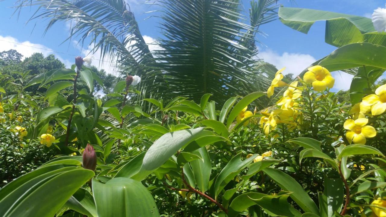 Banana Grove El Nido Hotel Buitenkant foto